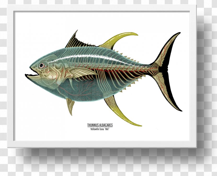 Mackerel Yellowfin Tuna Swordfish Art - Fish Transparent PNG
