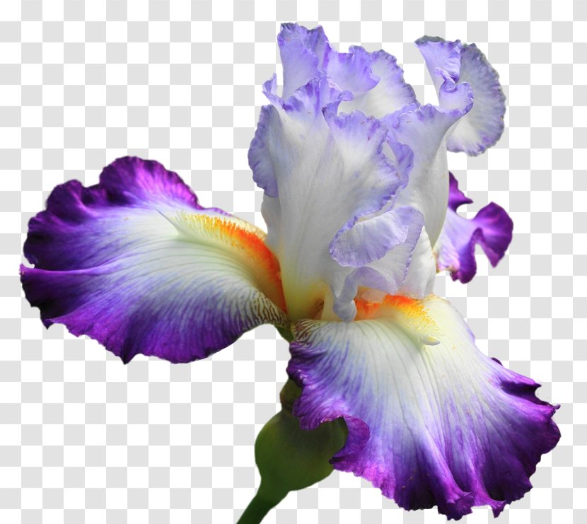 Irises Flower Lilium Clip Art Transparent PNG