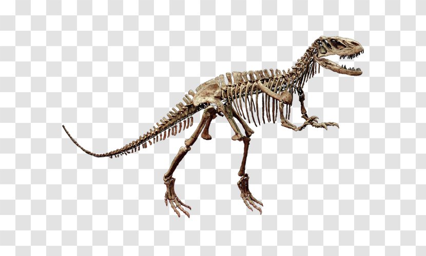 Tyrannosaurus Skeleton Shaximiao Formation Velociraptor Dinosaur - Reptile Transparent PNG