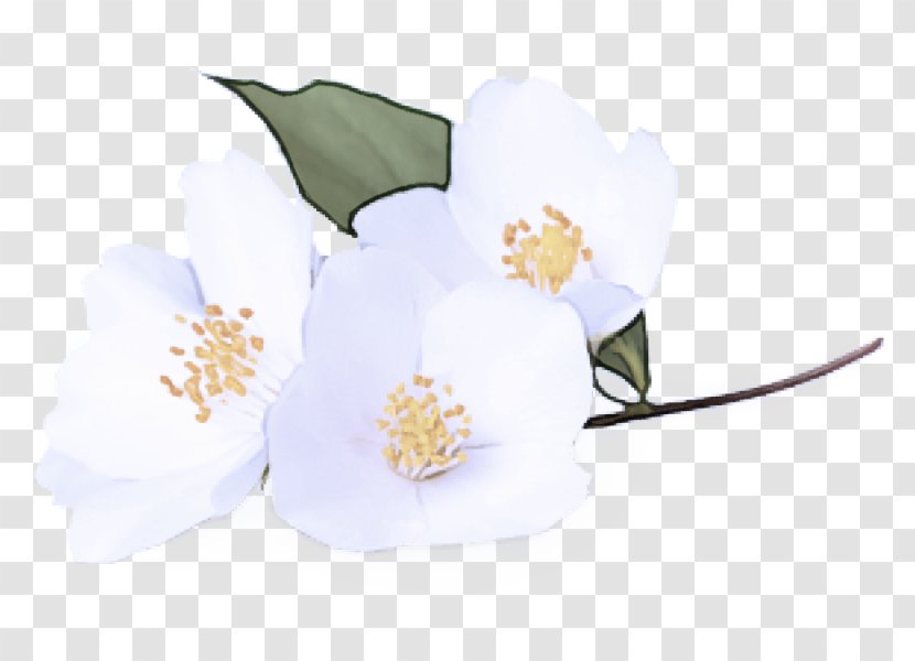 White Flower Plant Flowering Petal - Blossom Mock Orange Transparent PNG