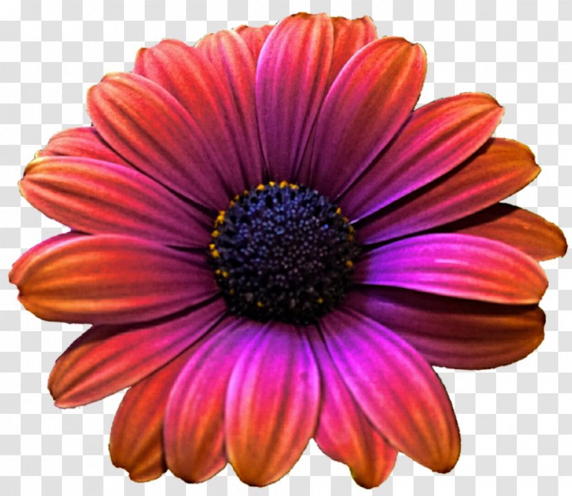 Transvaal Daisy Purple Color Clip Art - Gerbera Piloselloides - Picture Transparent PNG