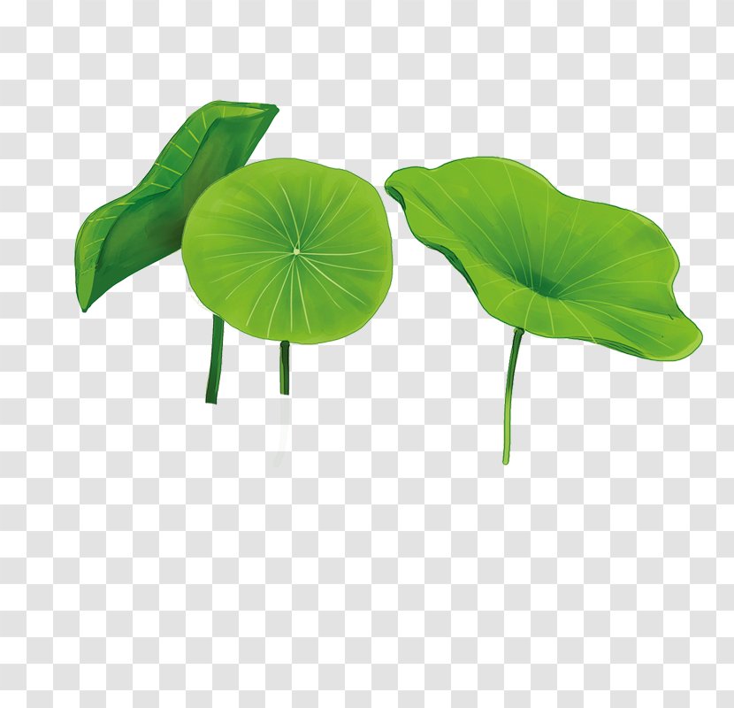 Nelumbo Nucifera Software - Plant - Lotus Transparent PNG