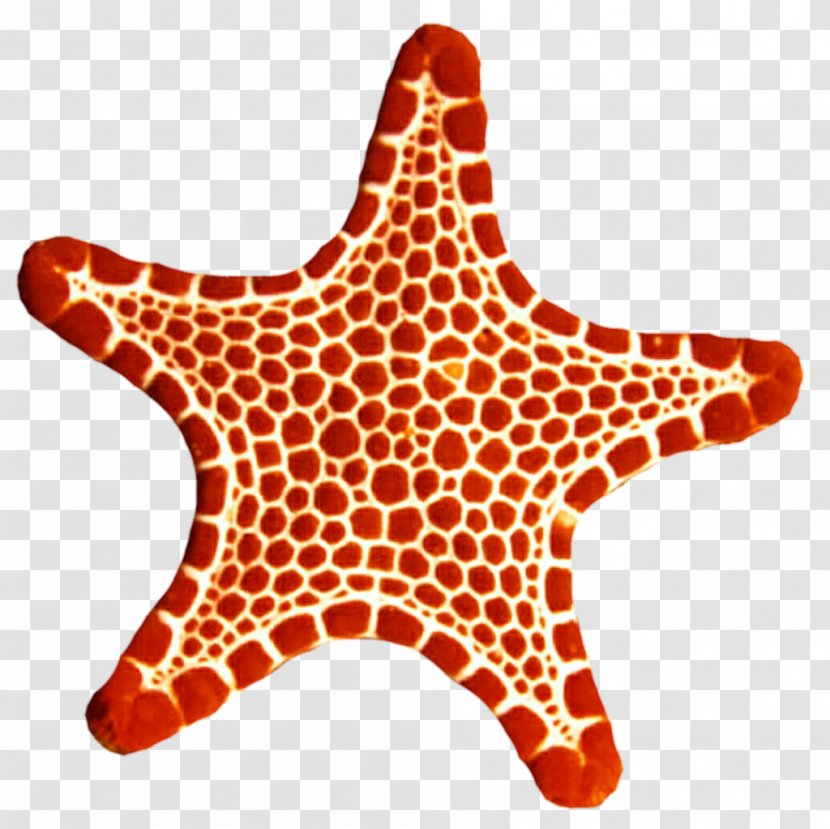 Starfish Echinoderm Marine Invertebrates Clip Art - Invertebrate - Sea Star Transparent PNG
