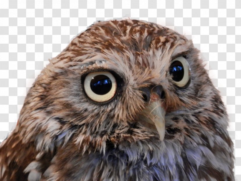 Owl ICO Icon - Little Transparent PNG