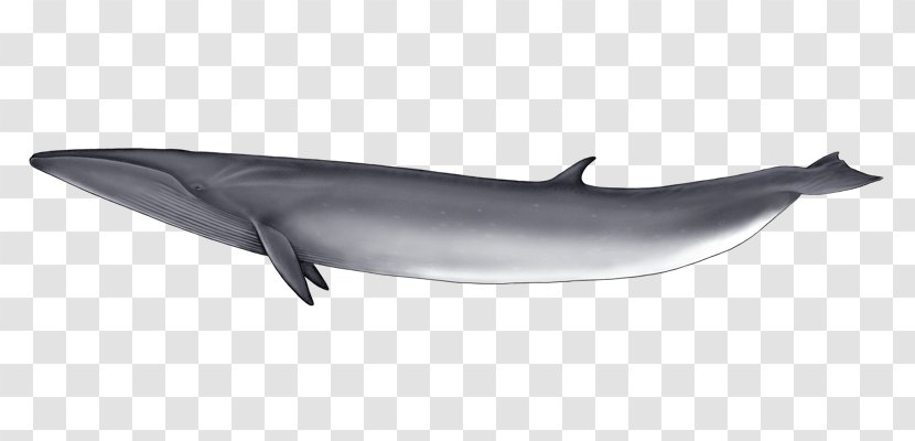 Common Bottlenose Dolphin Short-beaked Tucuxi Rough-toothed Spinner - Fin - Blue Whale Transparent PNG