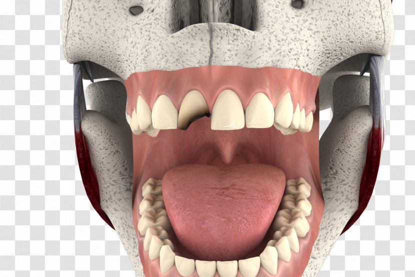 Animation Table 3D Computer Graphics - 3d Tooth Transparent PNG