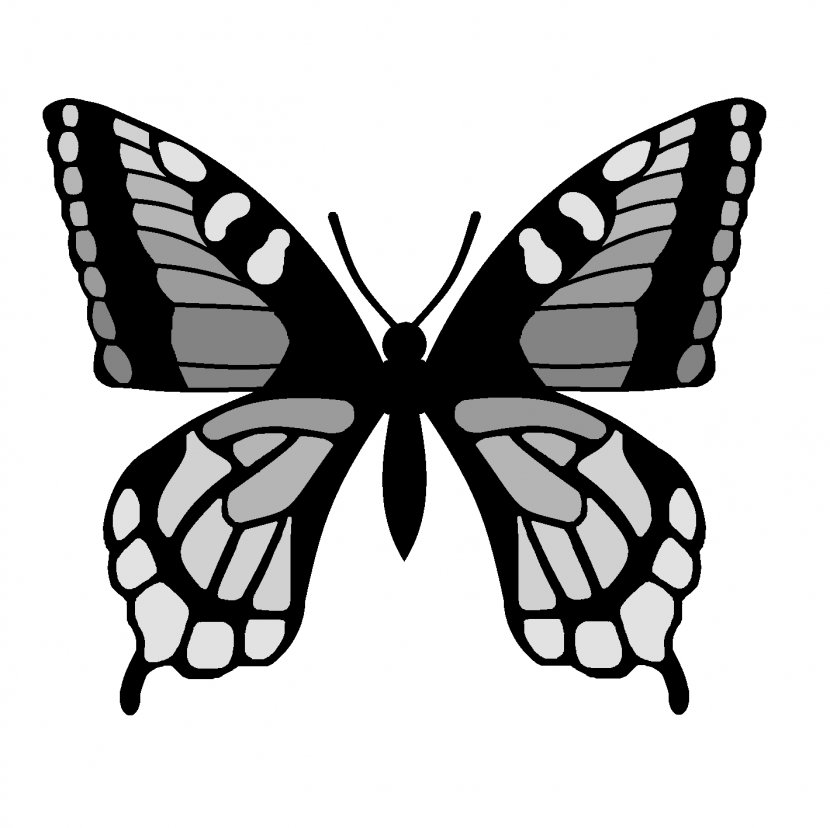 Butterfly Drawing Clip Art - Membrane Winged Insect - Wing Outline Transparent PNG