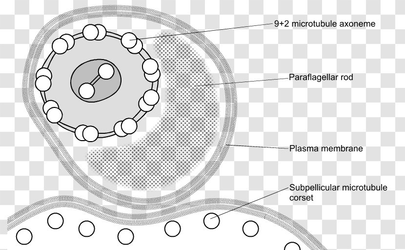 Trypanosoma Brucei Flagellum Kinetoplastida Cell - Heart - Cartoon Transparent PNG