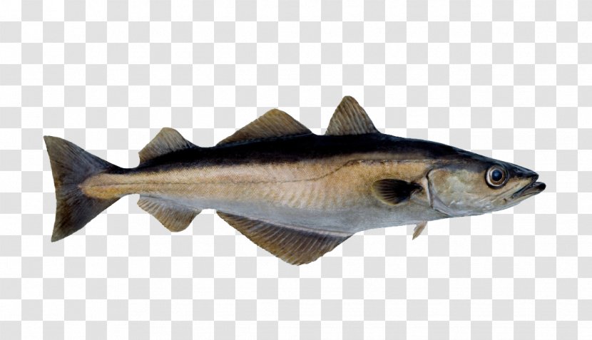 Sémillon Pollack Pollock Fish Seafood - Gadidae - River FISH Transparent PNG
