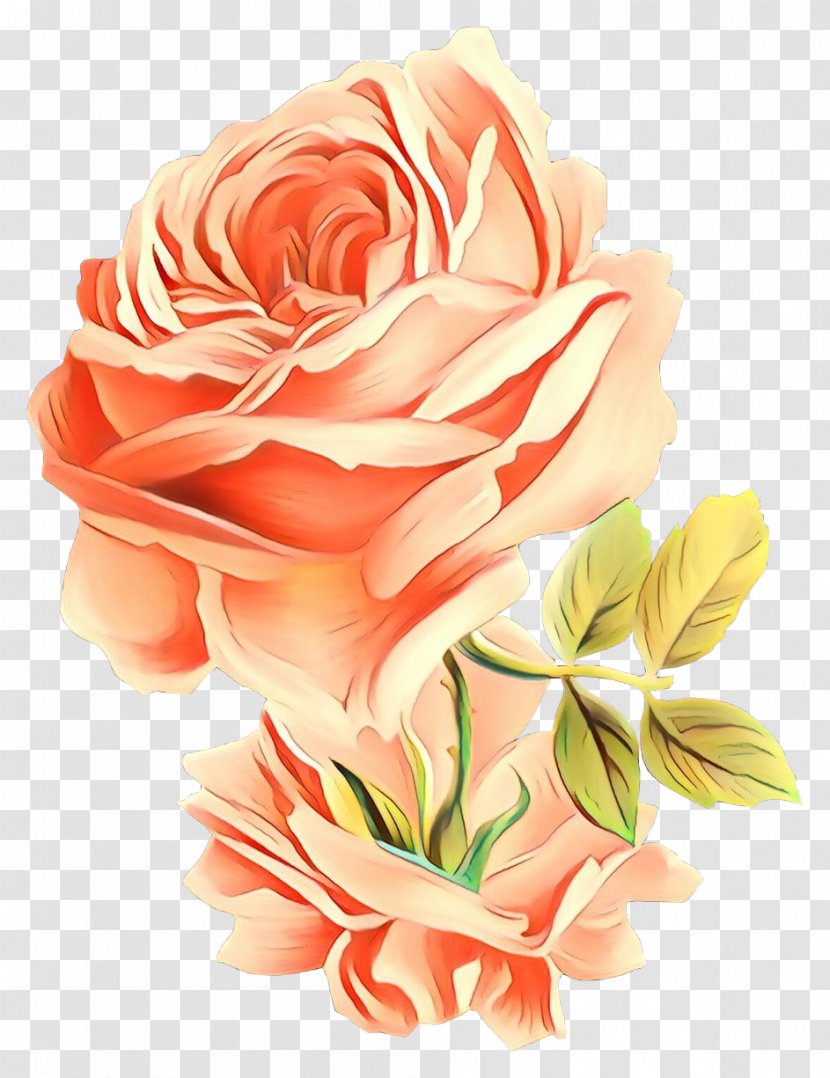 Garden Roses - Cut Flowers - Plant Rose Family Transparent PNG