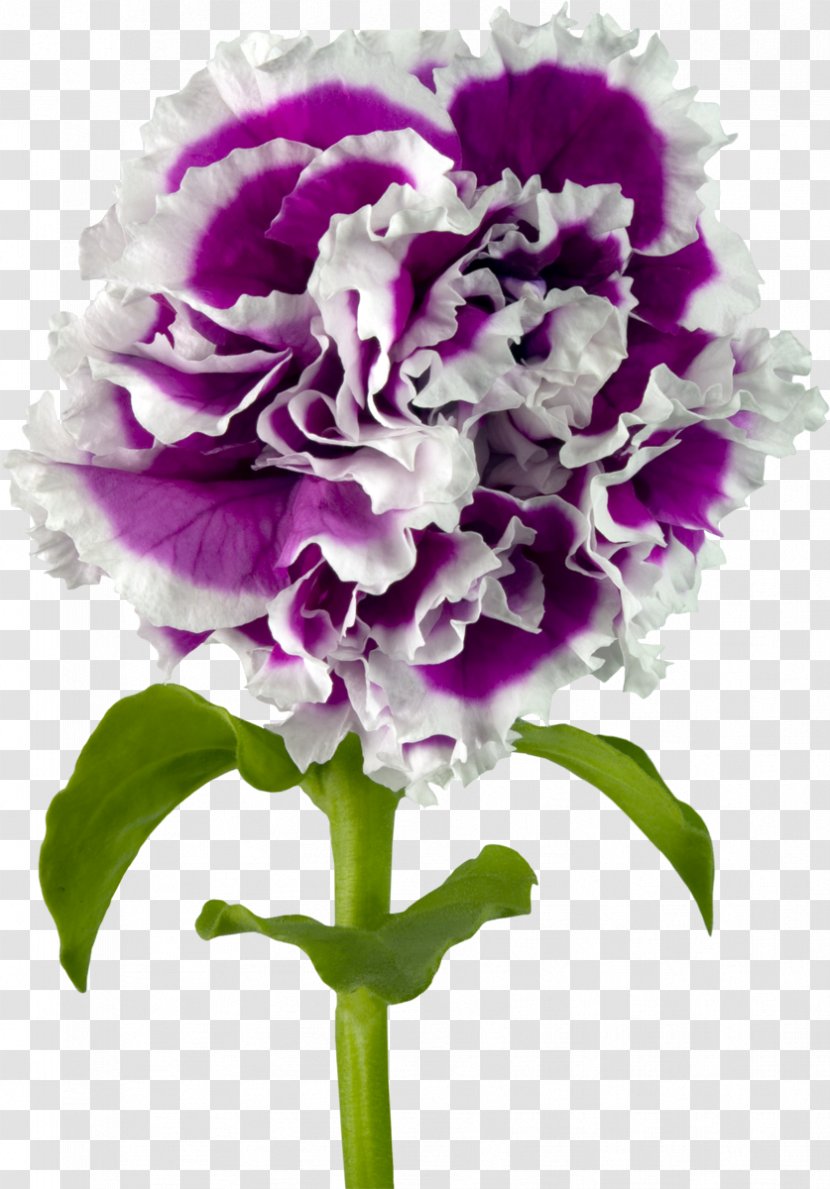 Carnation Nosegay Purple Cut Flowers - Floral Design - CARNATION Transparent PNG