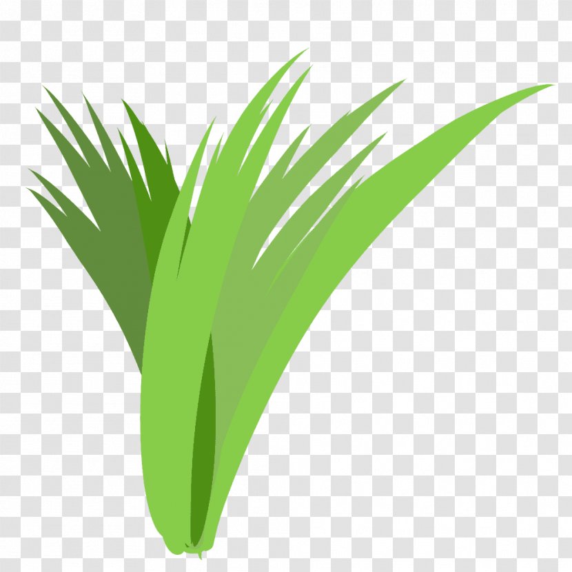 Palm Trees Logo Font Grasses Desktop Wallpaper - Tree - Green Transparent PNG