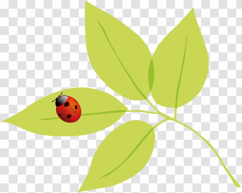 Insect Autumn Spring Summer - Fruit - Ladybird Transparent PNG
