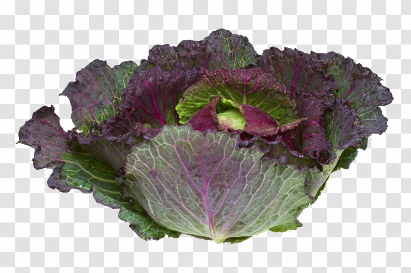 Savoy Cabbage January King Broccoli Cauliflower - Shutterstock - Purple Vegetables Transparent PNG