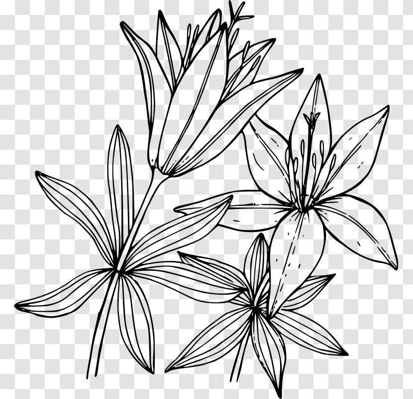 Wood Lily Lilium Occidentale Washingtonianum Water Lilies - Drawing Transparent PNG