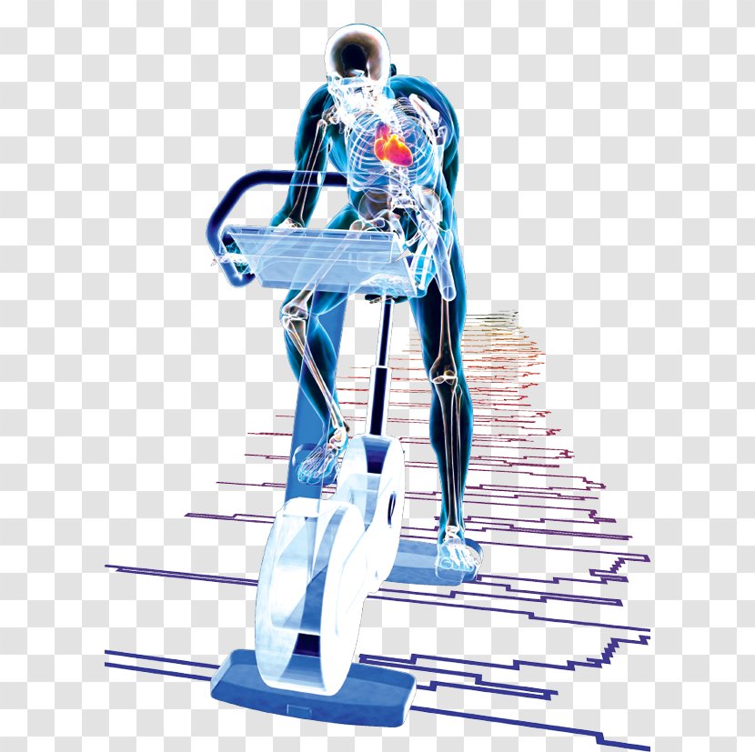 Exercise Physiology Ventricular Hypertrophy Human Body - Physical Therapy Transparent PNG
