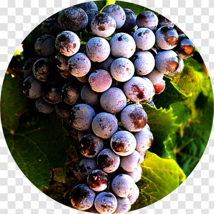 Grape Petit Verdot Alicante Bouschet Blueberry Wine - Types Of Grapes Transparent PNG