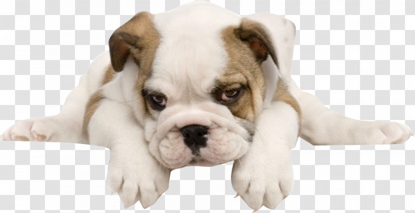 French Bulldog Toy American Puppy - Mammal - Tummy Happy Dog Transparent PNG
