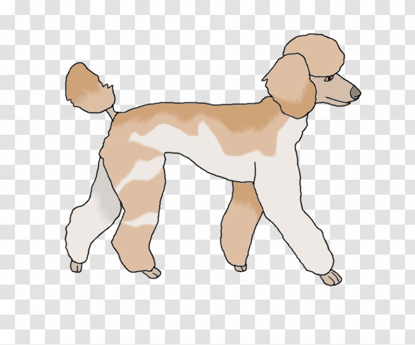 Standard Poodle Great Dane Puppy Dog Breed - Joint Transparent PNG