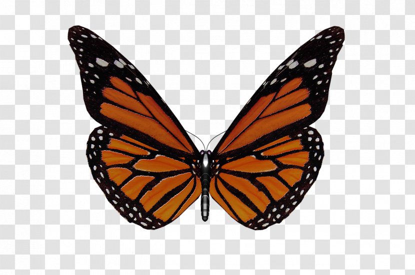 Monarch Butterfly Pieridae Insect - Pollinator Transparent PNG