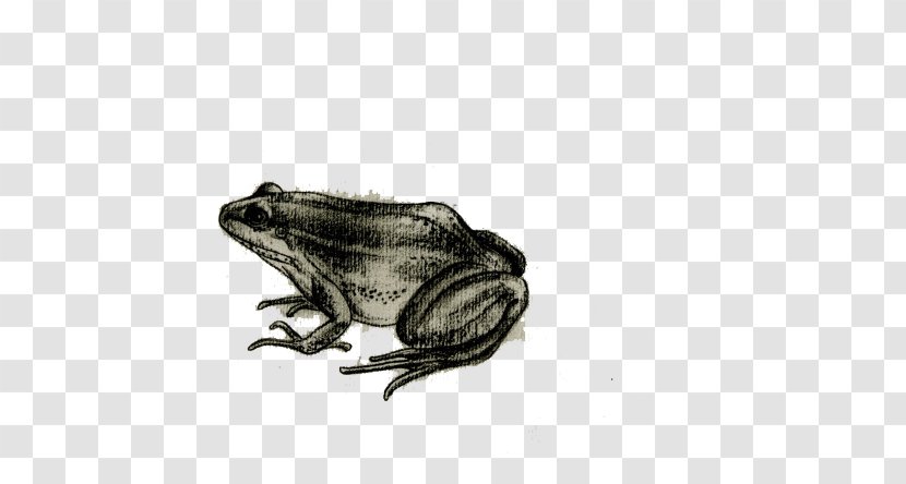 Frog Toad Drawing - Tree - Painted Transparent PNG