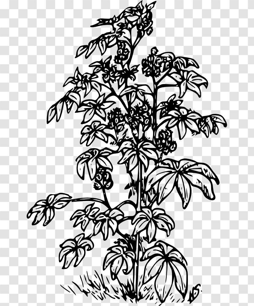 Ricinus Plant Castor Oil Clip Art Transparent PNG