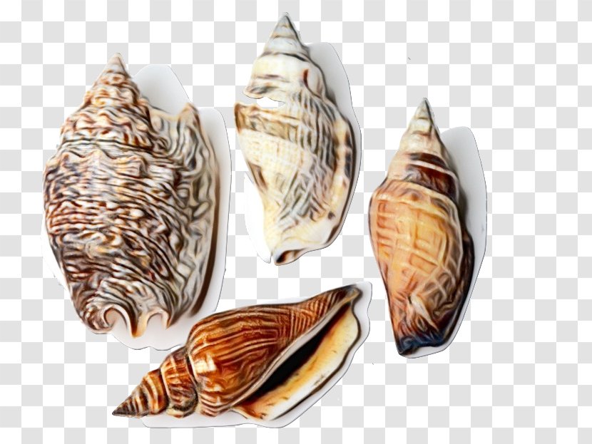 Snail Cartoon - Sea - Bivalve Shell Transparent PNG