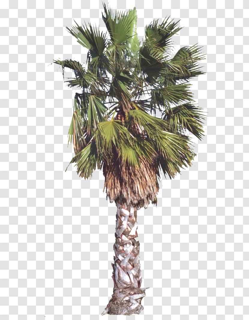 Arecaceae Tree Date Palm - Arecales - Hand Painted Transparent PNG