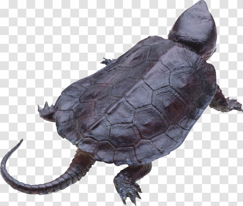 Turtle - Chelydridae - Shell Transparent PNG
