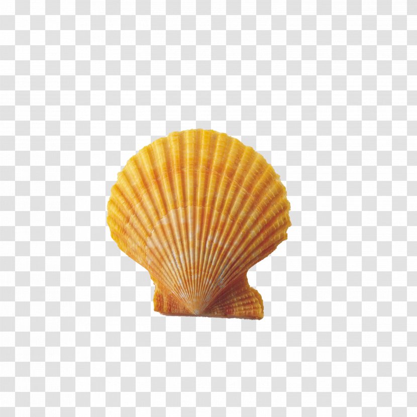 Seashell Conch Clip Art - Strombus - Shell Transparent PNG