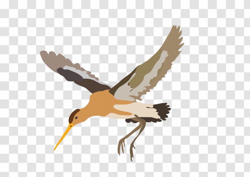 Wader Beak Stork Fauna Seabird - Vogelbescherming Transparent PNG