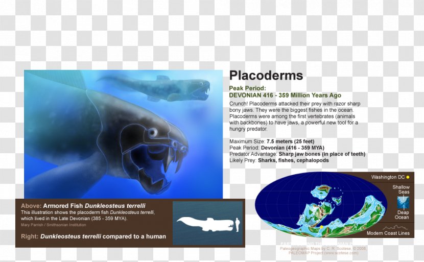 Marine Biology Brand Brochure - Dolphin - Nature Sea Animals Microorganisms Transparent PNG