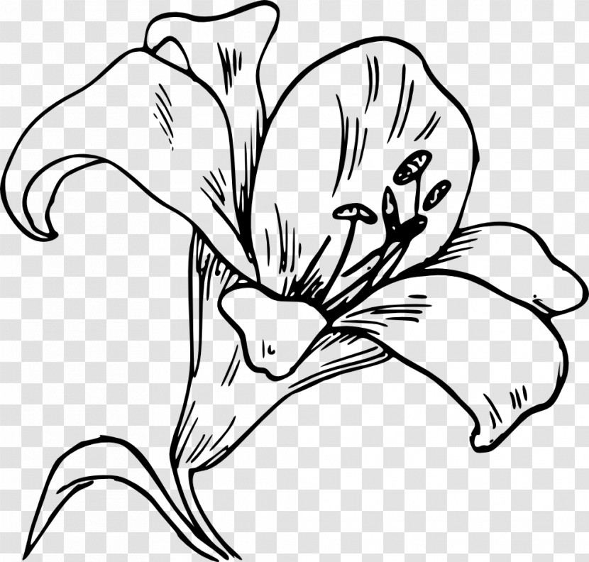 White Line Art Black-and-white Flower Plant Transparent PNG