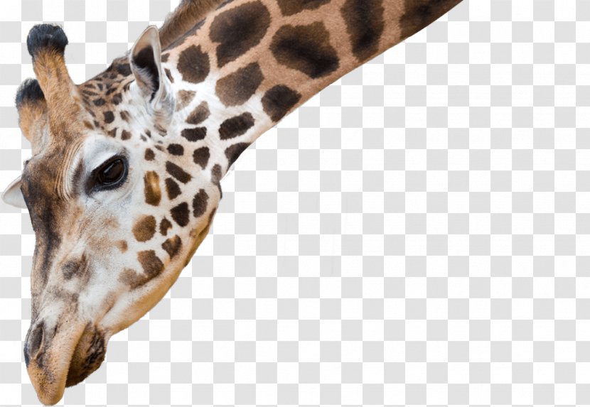 National Zoo & Aquarium Cheetah Lion Northern Giraffe Baby Giraffes Transparent PNG