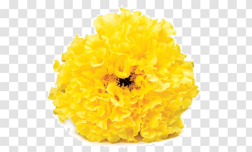 Cut Flowers Chrysanthemum - Flower Transparent PNG