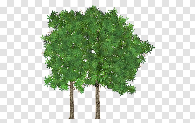 Tree Branch Tabebuia Aurea - Leaf Transparent PNG