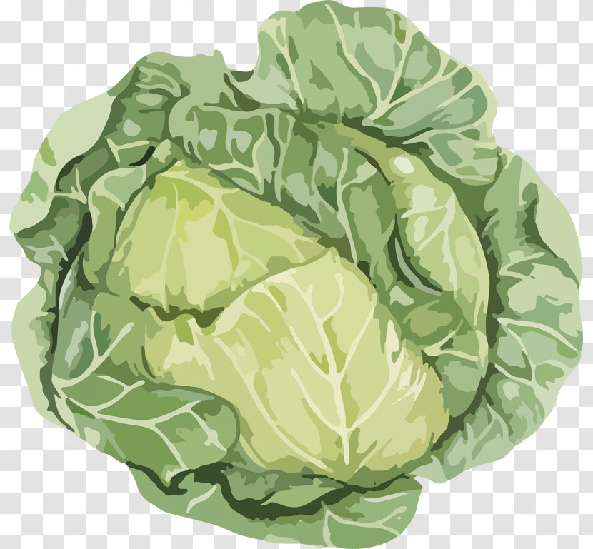 Cabbage Stock Photography Royalty-free Vegetable Illustration - Romaine Lettuce - Plant Transparent PNG