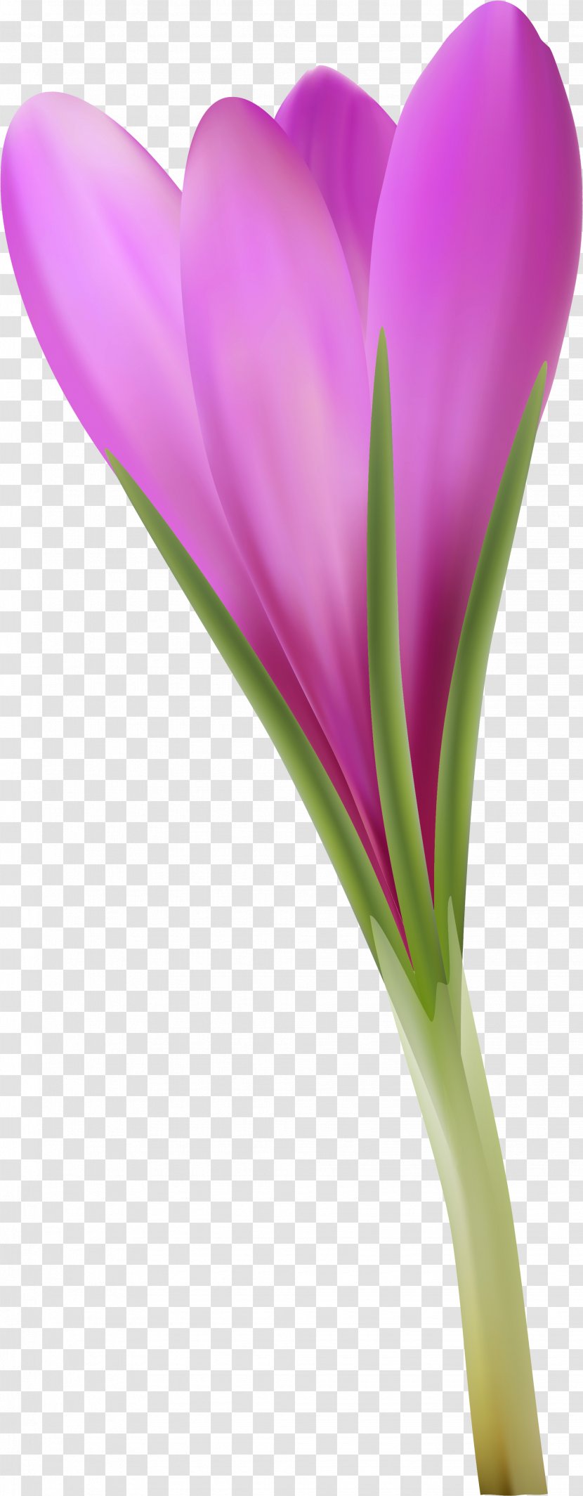 Crocus Close-up Plant Stem - Flower Transparent PNG