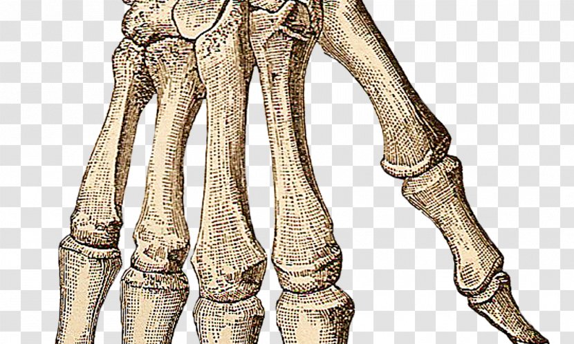 Hand Human Skeleton Carpal Bones - Flower Transparent PNG