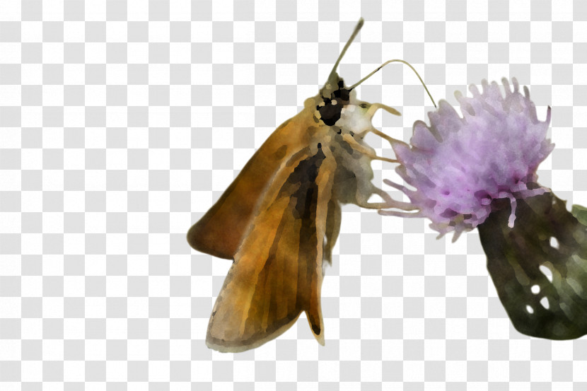 Insect Butterfly Moths And Butterflies Pollinator Moth Transparent PNG