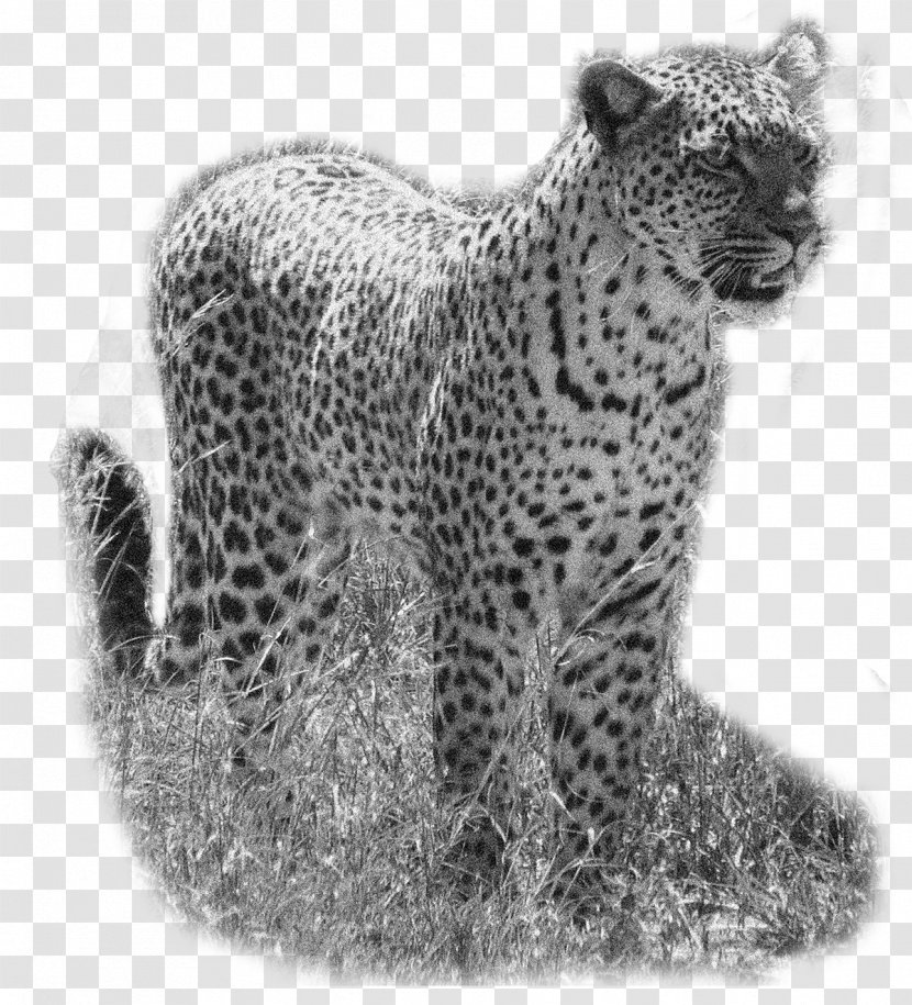 Snow Leopard Cheetah Jaguar Whiskers - Organism Transparent PNG