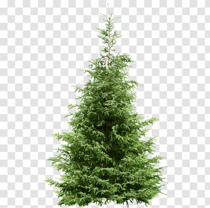Fir Tree Pine Spruce Conifers - Cedrus Atlantica Transparent PNG