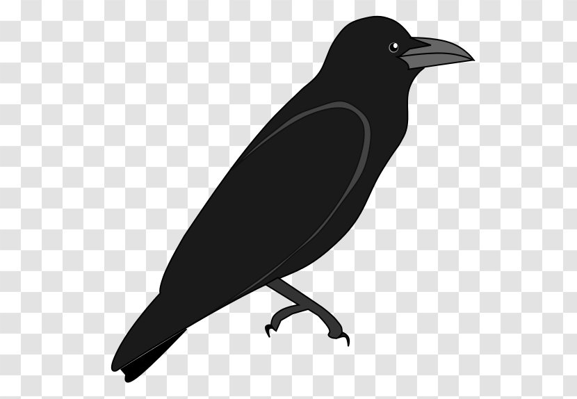 American Crow New Caledonian Rook - Raven - Jungle Transparent PNG