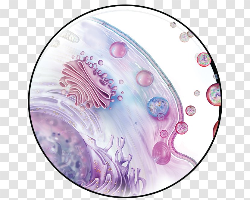 Exosome Mesenchymal Stem Cell Tissue Engineering - Keratinocyte - Facial Cancer Transparent PNG