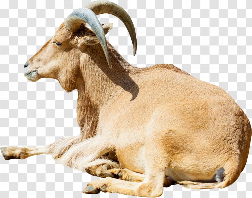 American Tunis Ovis Orientalis Barbary Sheep Goat Cattle - Snout Transparent PNG