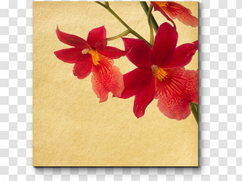 Hibiscus - Plant - Retro Style Transparent PNG