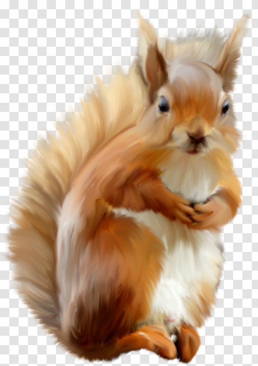 Domestic Rabbit Dog Protein Cat Tree Squirrels Transparent PNG