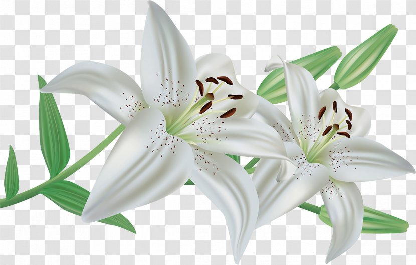 Arum-lily Lilium Candidum Flower Easter Lily Clip Art - Arum Lilies Transparent PNG