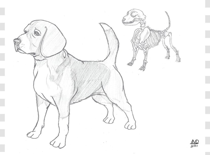 Beagle Puppy Dog Breed Drawing Sketch - Cuteness - Drawings Of Animals Transparent PNG