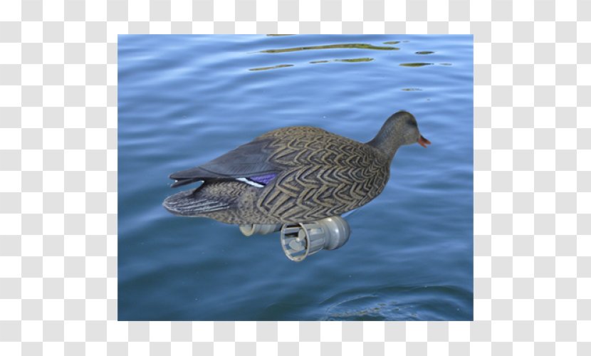 Mallard Goose Seaducks Water - Bird Transparent PNG